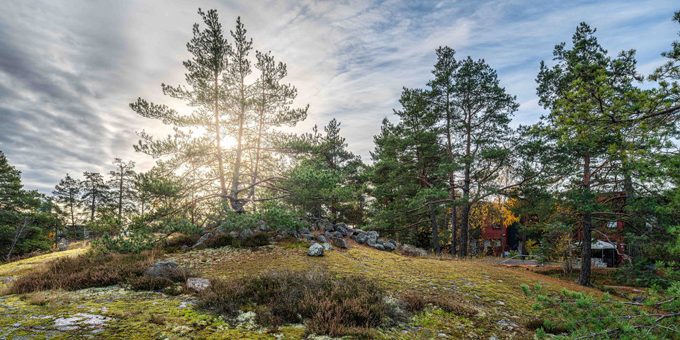 Stenröse omgivet av tallar på solbelyst berg, foto. 